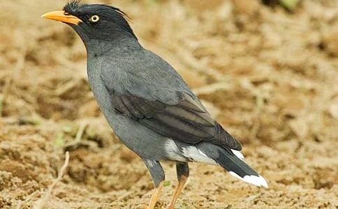 读《乌鸦反哺》有感