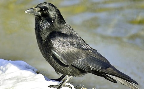 读《乌鸦反哺》有感6篇