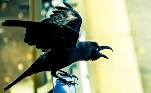 ��ѻ���������