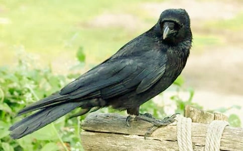 ��ѻ��ˮ�Ľ�ѧ��˼