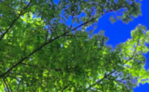 经典午安问候语汇总100句