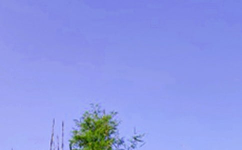 优美的午安问候语短信汇编41条