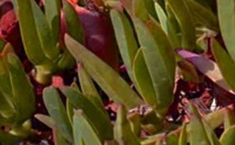 温暖的午安问候语大合集64句