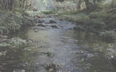 小溪流的歌读后感