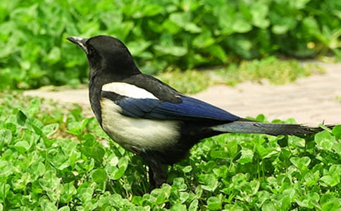 树和喜鹊教学反思15篇