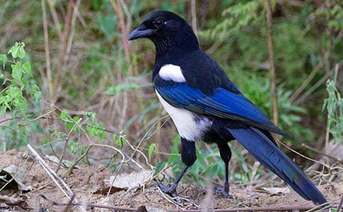 《树和喜鹊》说课稿