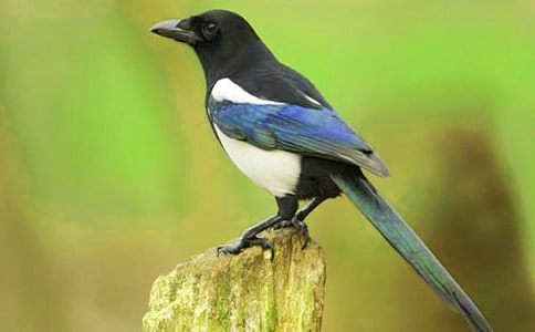 ����ϲȵ��ѧ��˼����15ƪ