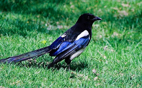 《树和喜鹊》教学反思通用