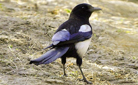 树和喜鹊教学反思(15篇)