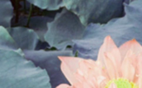 以夏至为话题的作文