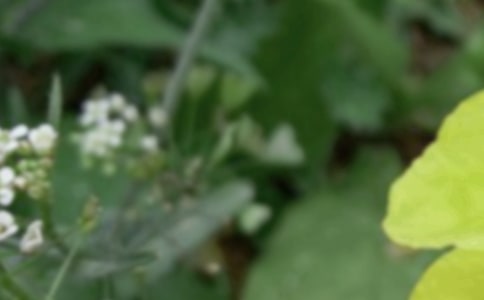 夏至问候语汇编49句