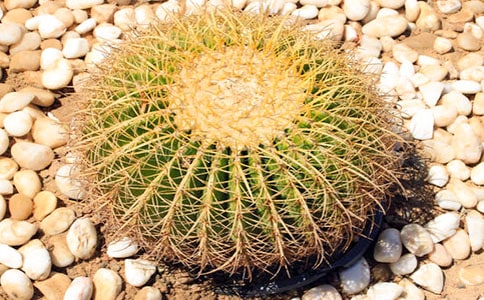 ���������Ƶ�Сѧ���ĺϼ���ƪ