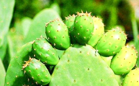 ���Ƽ���������Сѧ������ƪ