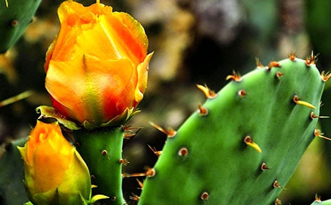 ��������������Сѧ����9ƪ