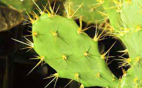 【热门】仙人掌的小学作文九篇