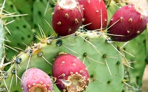 ������Сѧ����3ƪ