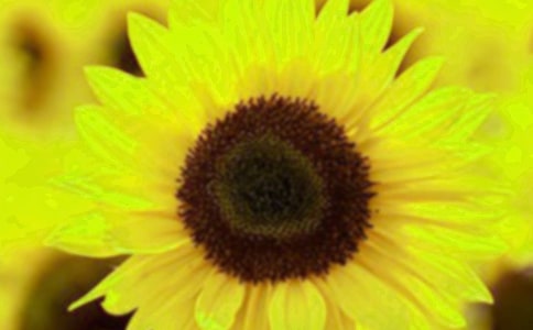 【精选】向日葵小学作文合集九篇