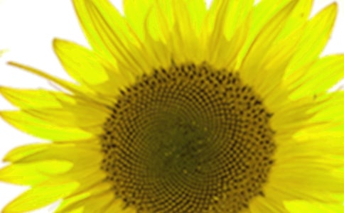 ��ѡ���տ�Сѧ���ĺϼ�6ƪ