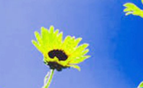 ���տ�Сѧ����600����ƪ