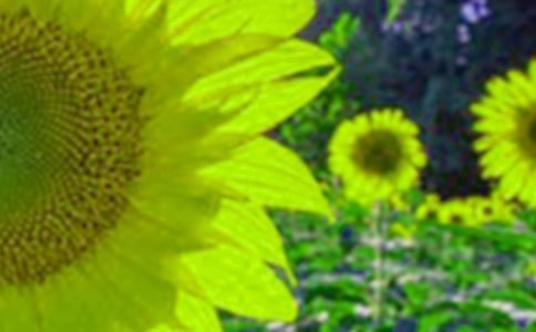 【精选】向日葵小学作文四篇