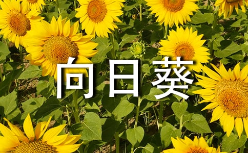 关于向日葵小学作文四篇