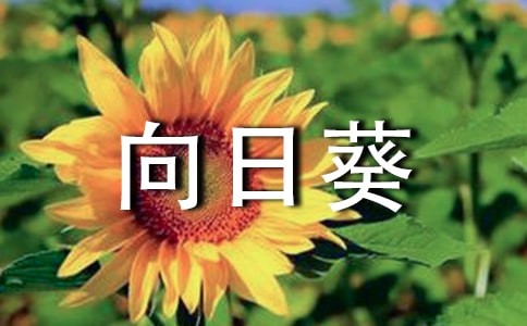 向日葵小学作文600字四篇