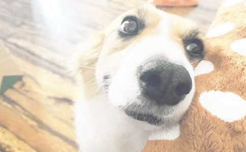 我家的小狗小学作文