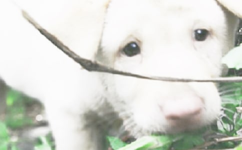 我的小狗小学作文