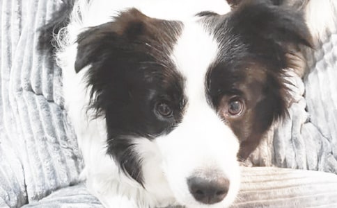 可爱的小狗小学作文