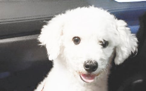 小狗小学作文四篇