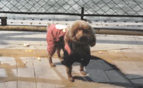 小狗小学作文600字集锦5篇