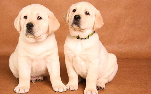 ����ѡ��С��Сѧ����8ƪ