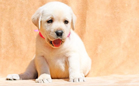 ����ѡ��С��Сѧ������ƪ