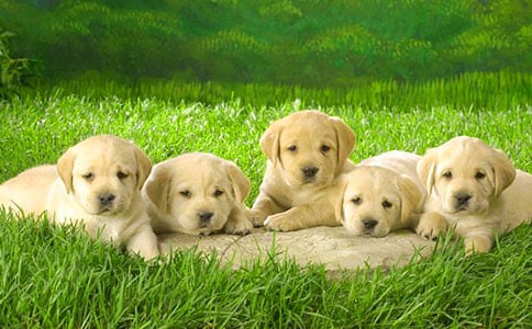 【实用】小狗小学作文锦集7篇