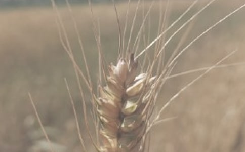轮子上的麦小麦读后感