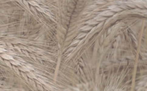 ����С������Э��