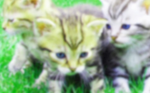 【必备】小猫小学作文锦集10篇