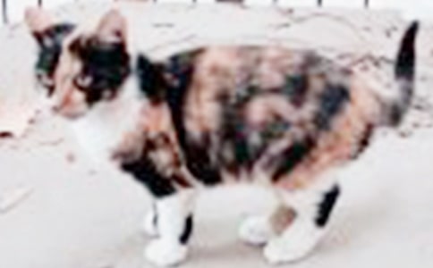 �ɰ���СèСѧ����