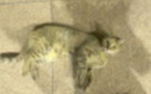 小猫咪咪小学作文