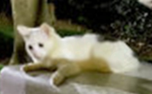 有关小猫小学作文汇编10篇