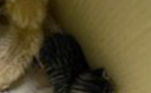 СèСѧ����