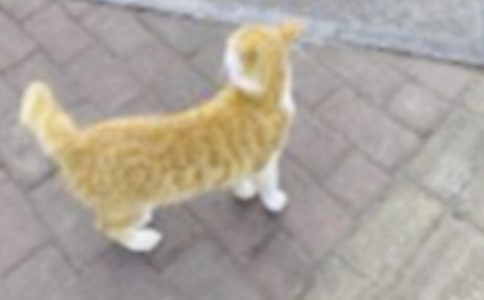 小猫变身记四年级作文