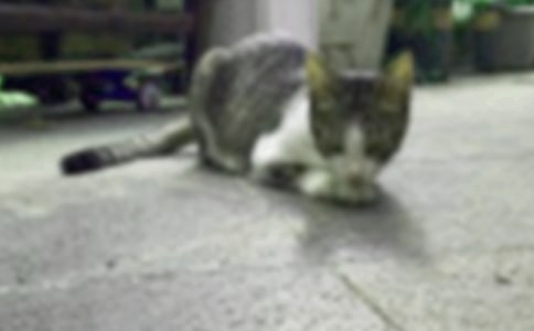 ��ѡСèСѧ������ƪ