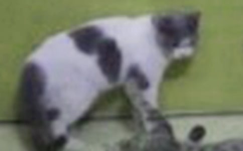 �Ҽҵ�СèСѧ����