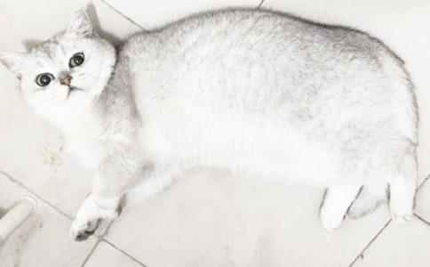 小猫小学作文精华(8篇)