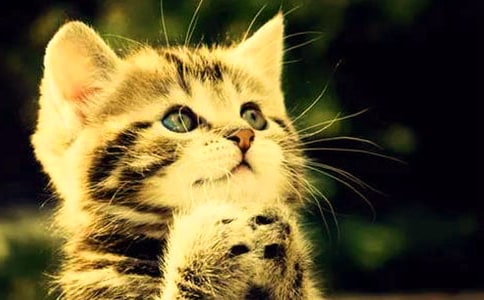 �ɰ���СèСѧ������ѡ15ƪ