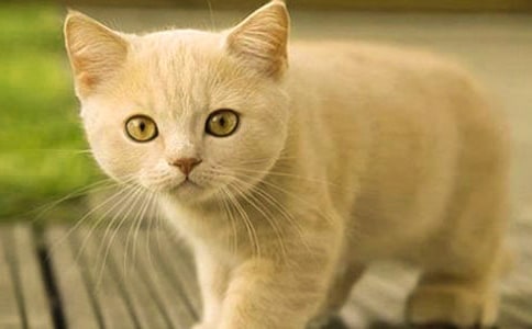 ʵ�õ�СèСѧ���ĺϼ�ʮƪ