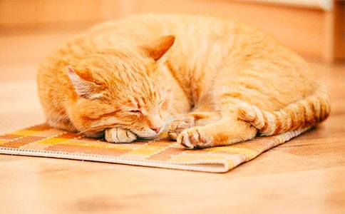 关于小猫小学作文汇编6篇