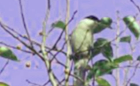 Сѧ���꼶���ģ�һֻС��