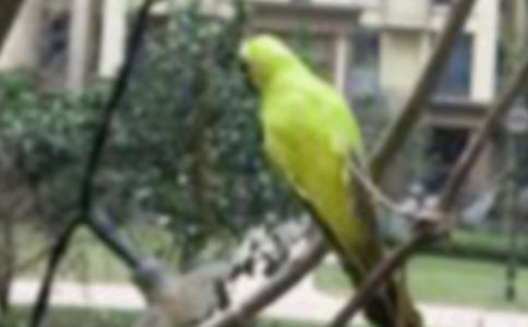 �ɰ���С��_Сѧ����